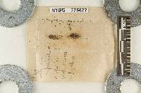 Paxillus ligneus image