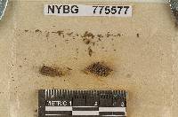 Paxillus ligneus image