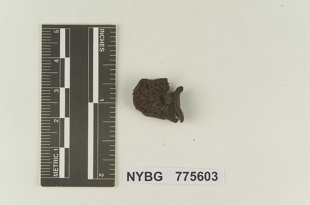 Clitopilus irregularis image