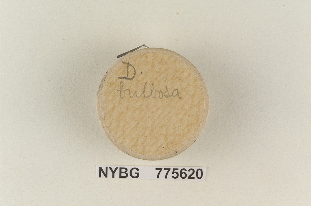 Deconica bulbosa image