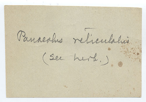 Panaeolus reticulatus image