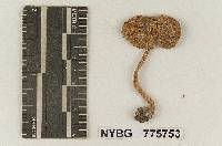 Pluteus leoninus image