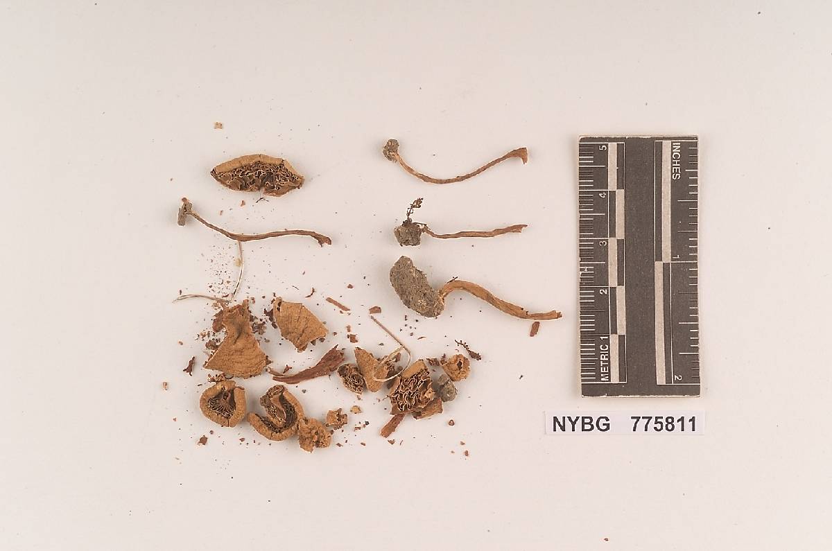 Inocybe lorillardiana image