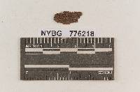 Vararia sphaericospora image