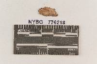 Vararia sphaericospora image