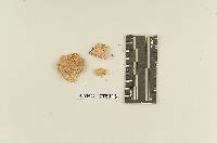 Grammothele mappa image