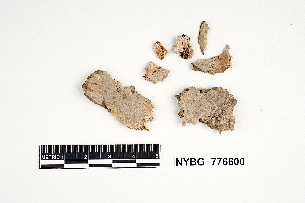Corticium rubrocanum image