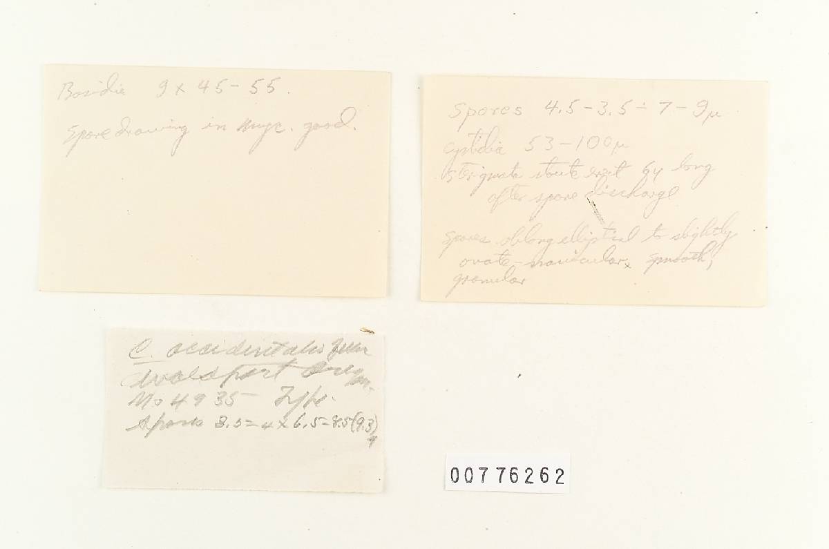 Clavaria occidentalis image