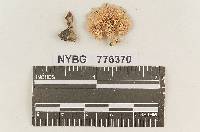 Steccherinum adustulum image