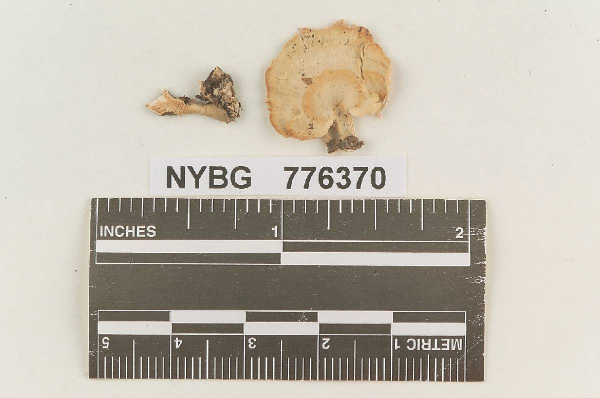 Steccherinum adustulum image