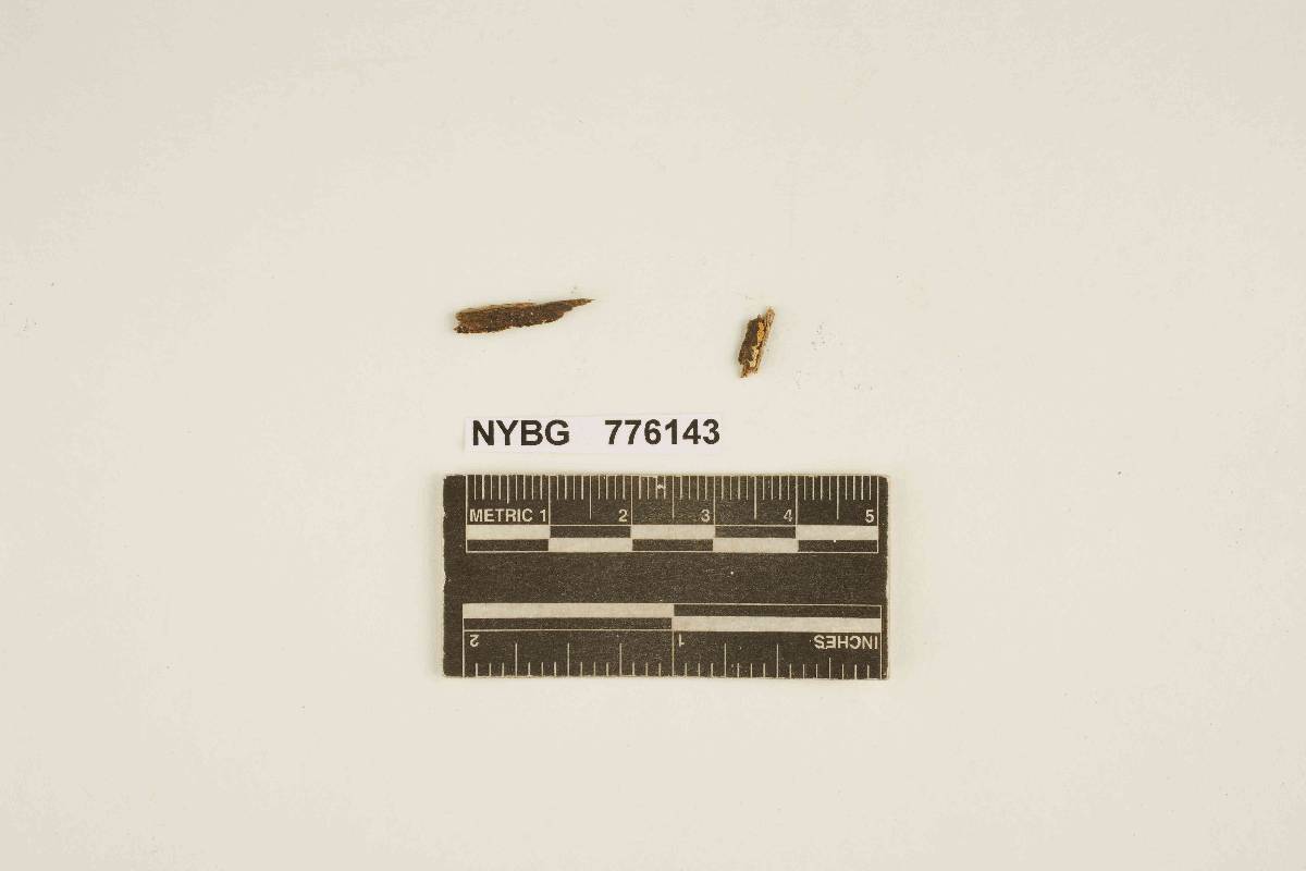 Hydnum combinans image