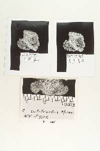 Postia balsamea image