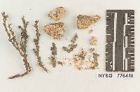 Postia balsamea image