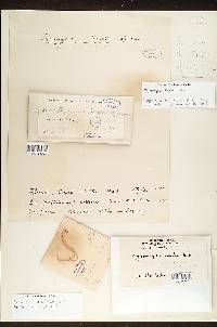 Leptoporus mollis image