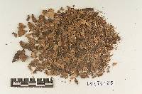 Sarcodon underwoodii image