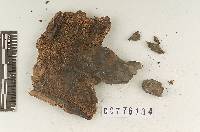 Sarcodon fennicus image