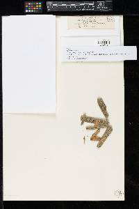 Sphaeria eckfeldtii image