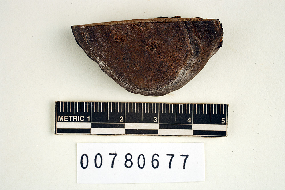 Fomes pachydermus image