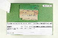 Fomitella supina image