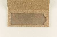 Hysterangium setchellii image