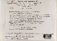 Hysterangium affine image