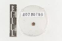 Hysterangium australe image