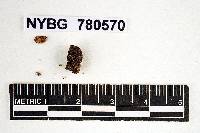 Octaviania rosea image