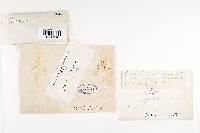 Corticium ceraceum image