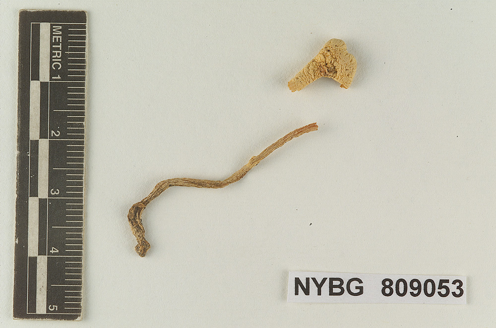 Lepiota subnivosa image