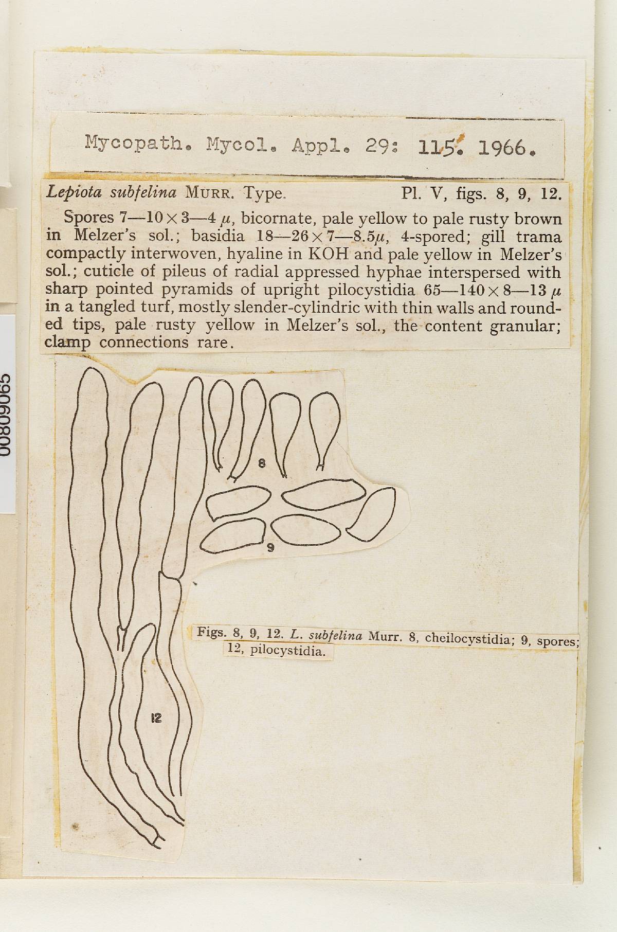 Lepiota subfelina image