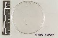 Rhizopogon maculatus image