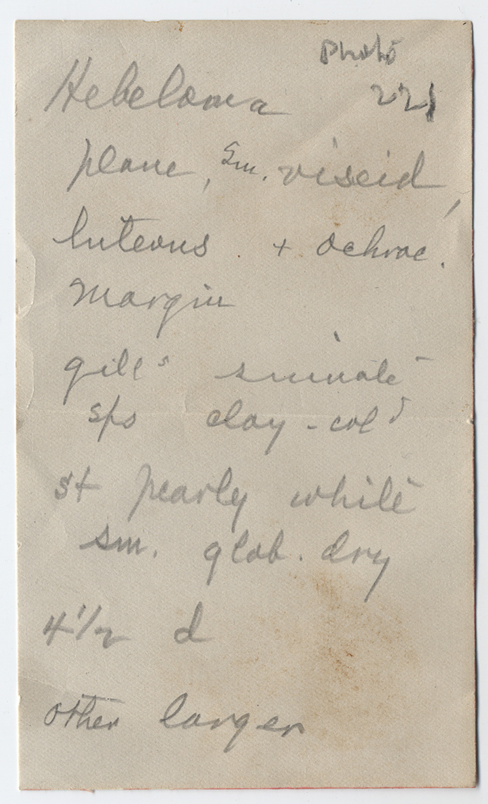 Hebeloma luteum image