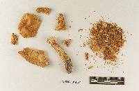 Hebeloma luteum image