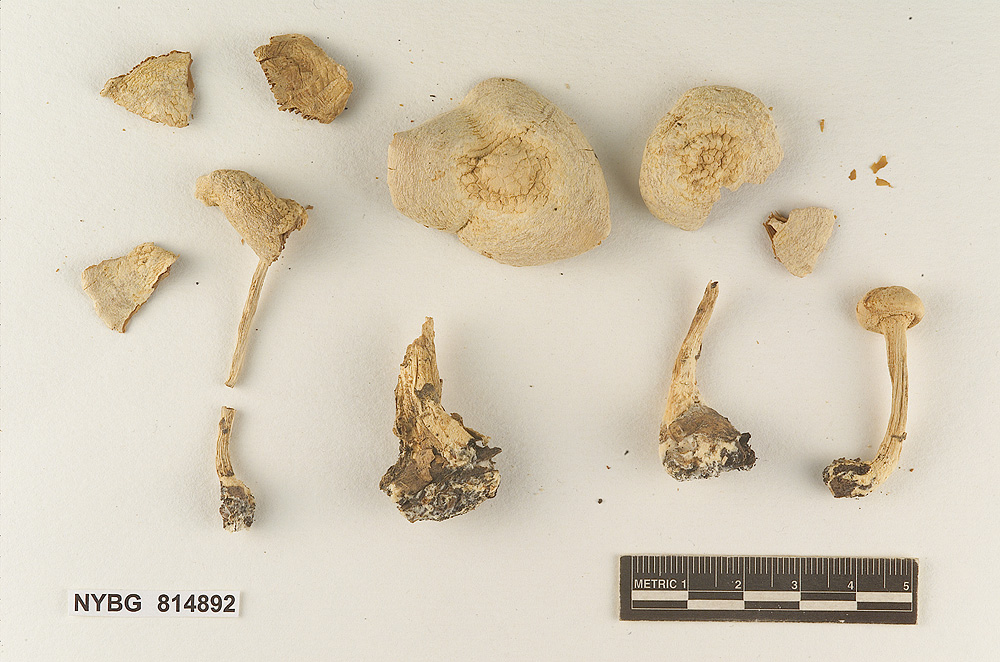 Cystolepiota fumosifolia image