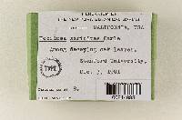 Hebeloma sericipes image