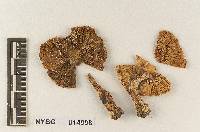 Hebeloma sericipes image