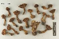 Tricholoma fulvimarginatum image