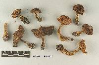 Tricholoma fulvimarginatum image