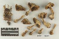 Tricholoma fulvimarginatum image