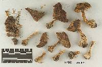 Tricholoma fulvimarginatum image