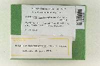 Tricholoma fulvimarginatum image