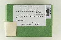 Tricholoma fulvimarginatum image