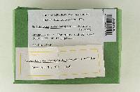 Tricholoma fulvimarginatum image