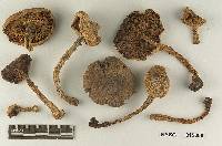 Tricholoma subacutum image