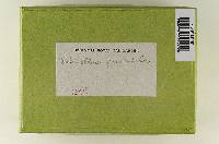 Cortinellus quercicola image