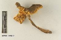 Cortinellus quercicola image