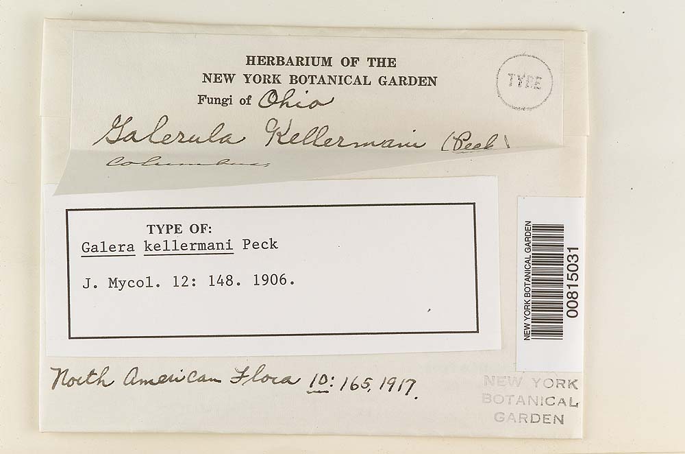 Galera kellermani image