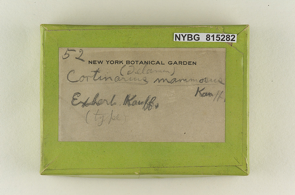 Cortinarius mammosus image