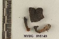 Entoloma subcommune image