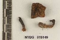 Entoloma subcommune image